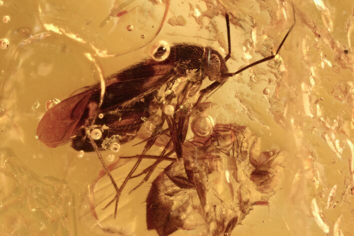 Fossil Plant Bug (Miridae) In Baltic Amber #272202